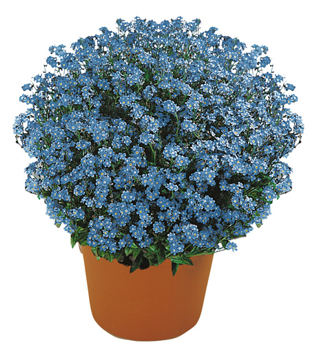 Myosotis sylvatica Savoie Blue Myosotis sylvatica Savoie Blue