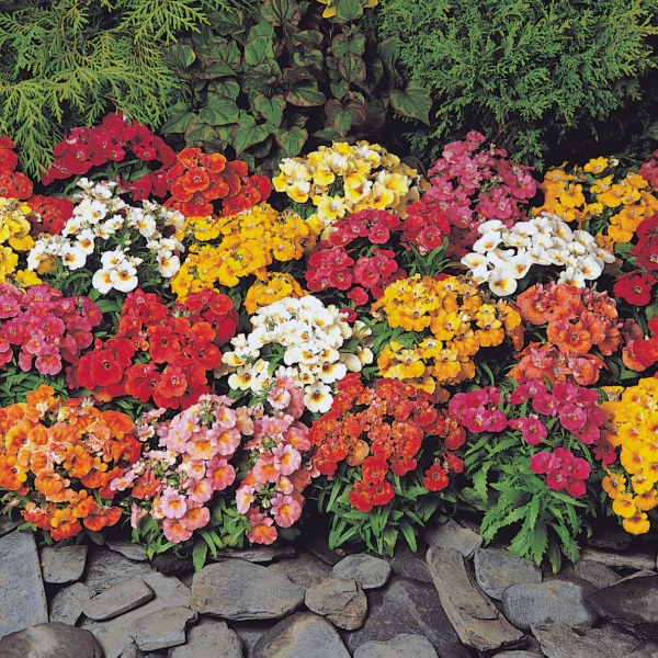 Nemesia strumosa Sundrops Mix