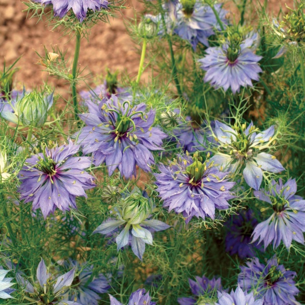 Nigella damascena Miss Jekyll Indigo Blue Nigella damascena Miss Jekyll Indigo Blue