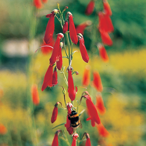 Penstemon barbatus Coccineus