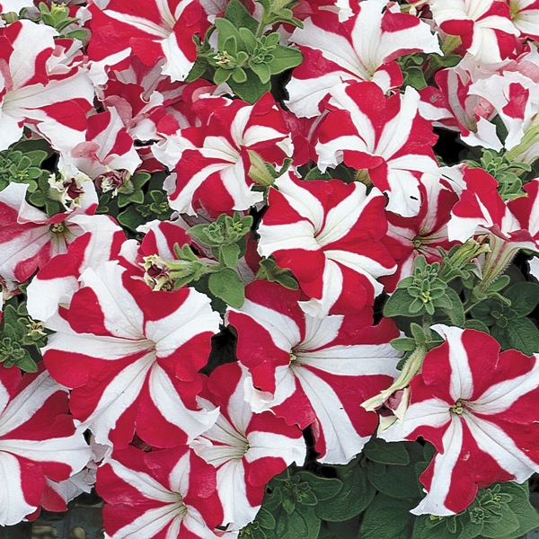 Petunia hybrida Sublima Star Red