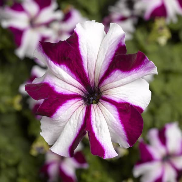 Petunia hybrida Sublima Star Carmine