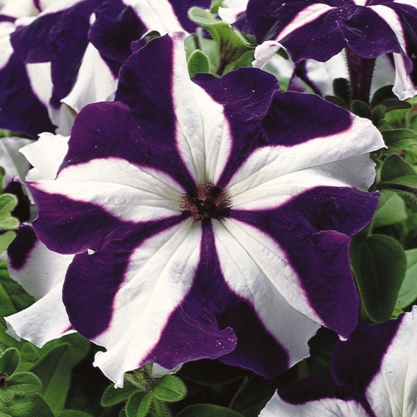 Petunia hybrida Sublima Star Blue