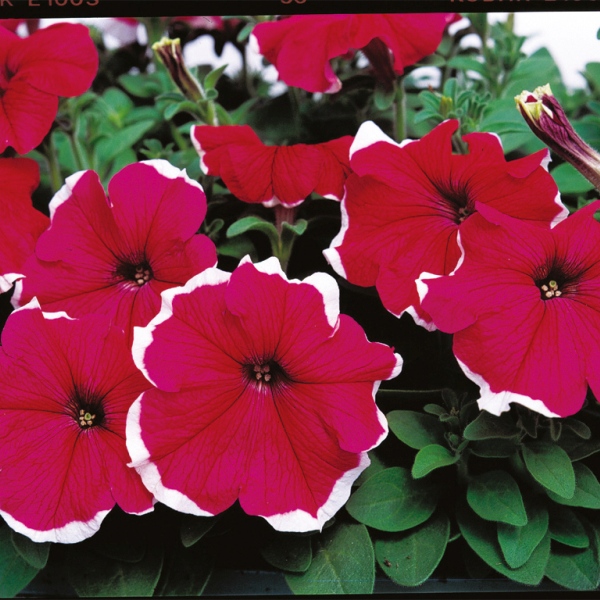 Petunia hybrida Sublima Picotee Rose