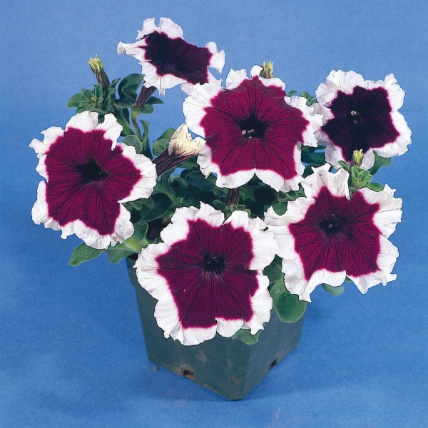 Petunia hybrida Sublima Picotee Blue