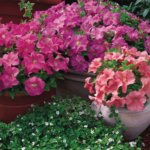 Petunia hybrida Sublima Storm Lavender