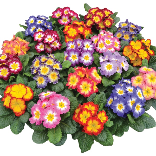 Primula acaulis Starflame Mix Primula acaulis Starflame Mix