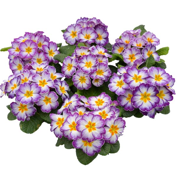 Primula acaulis Starflame Violet Primula acaulis Starflame Violet