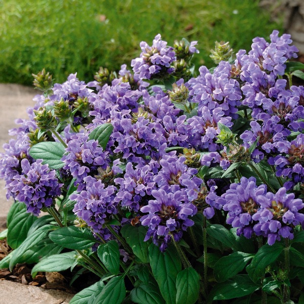 Prunella grandiflora Freelander Blue Prunella grandiflora Freelander Blue