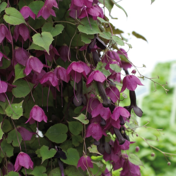 Rhodochiton atrosanguineus Purple Bells