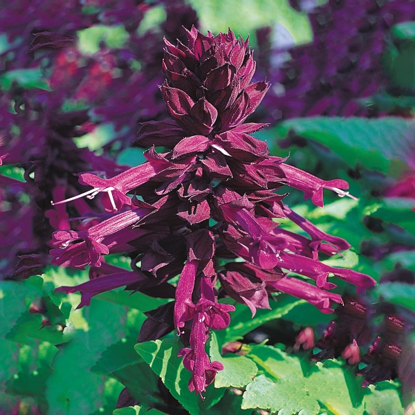 Salvia splendens Sizzler Purple