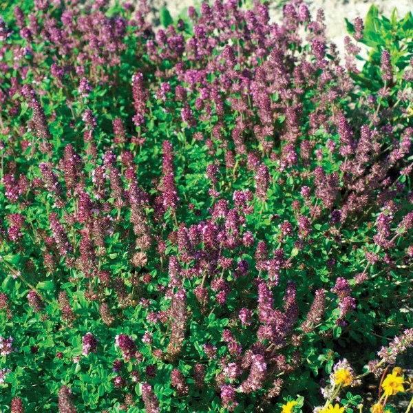 Thymus serpyllum