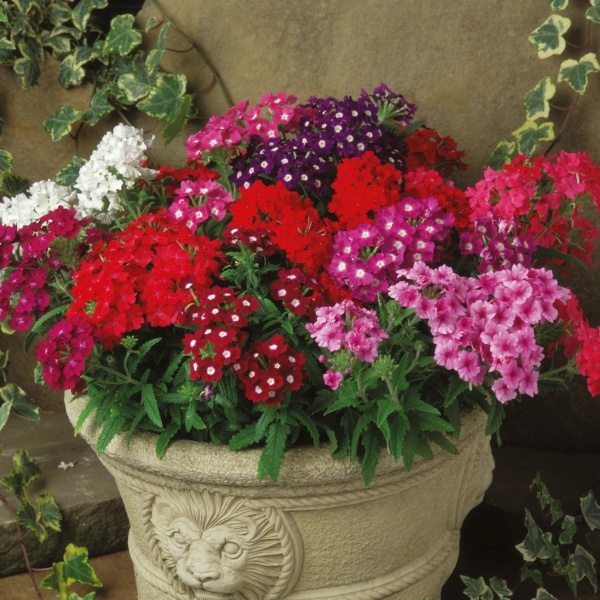 Verbena hybrida Quartz Mix