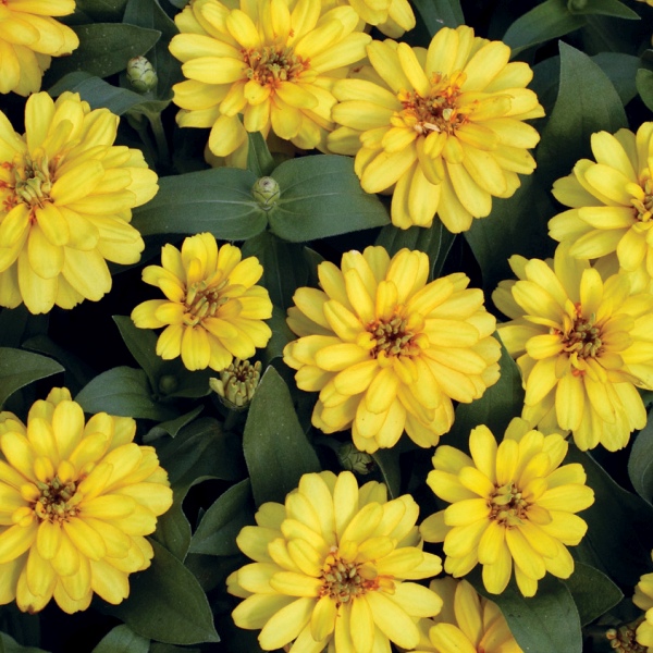Raes Bloemzaden nv Zinnia hybrida Profusion Double Mix