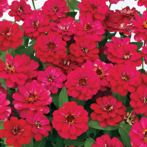 Raes Bloemzaden nv Zinnia hybrida Profusion Double White