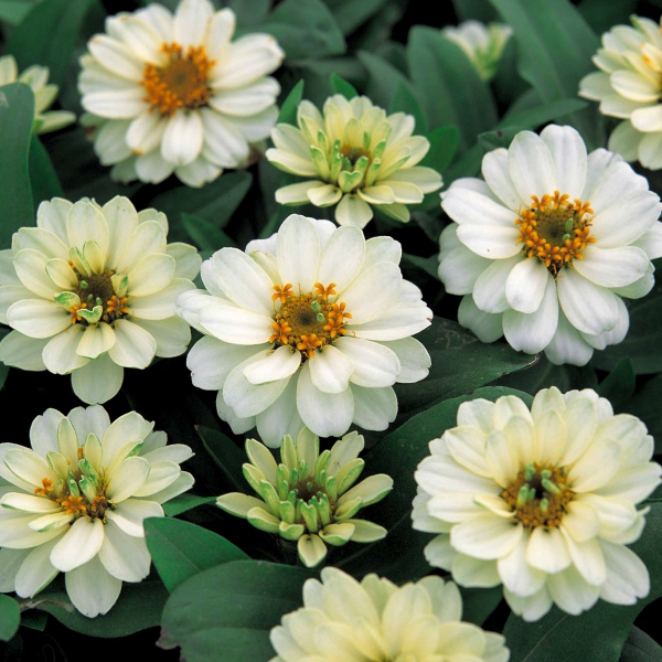 Raes Bloemzaden nv Zinnia hybrida Profusion Double Mix