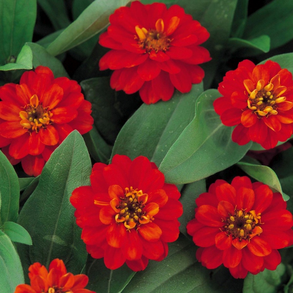 Raes Bloemzaden nv Zinnia hybrida Profusion Double White