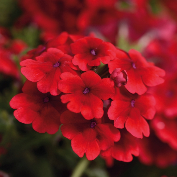 Verbena hybrida Quartz Scarlet