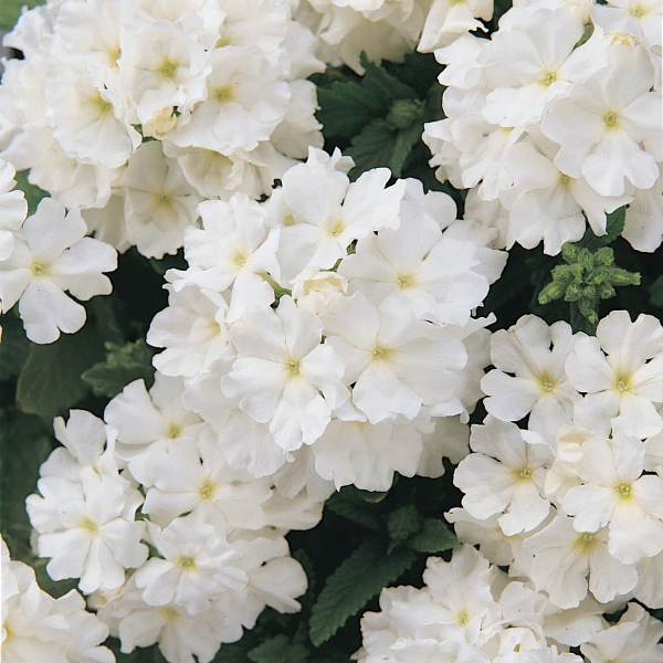 Verbena hybrida Quartz White