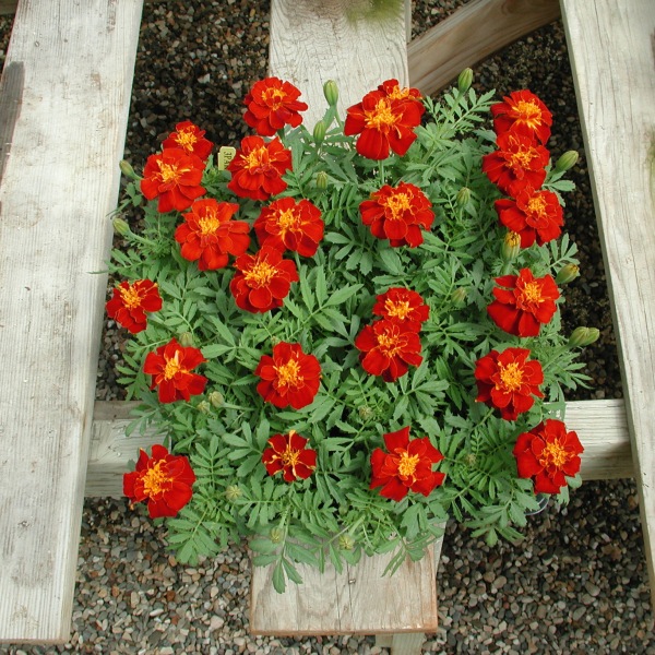 Tagetes patula Queen Red