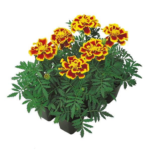 Tagetes patula Queen Yellow Fire