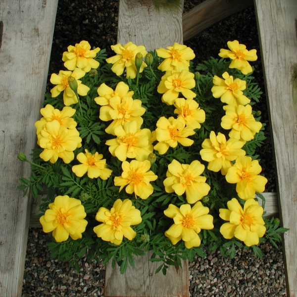Tagetes patula Queen Yellow