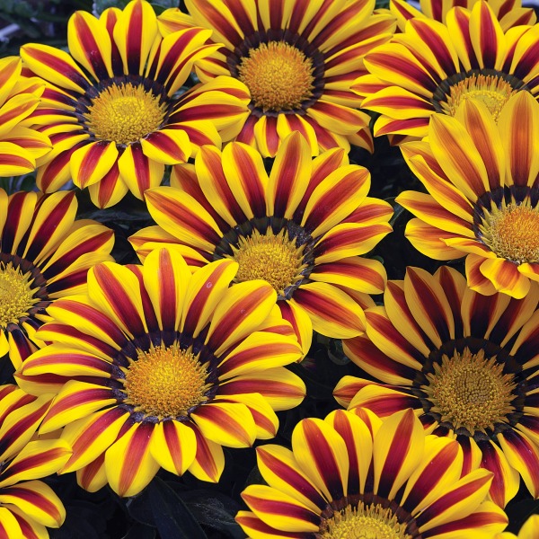 Gazania rigens Big Kiss Yellow Flame