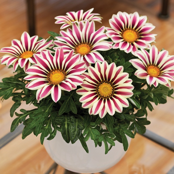 Gazania rigens Big Kiss White Flame