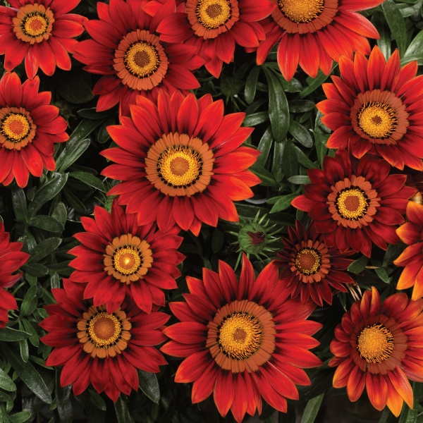 Gazania rigens Big Kiss Red