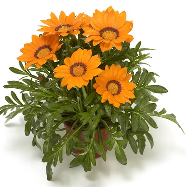 Gazania rigens Big Kiss Orange