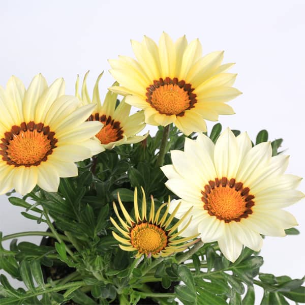 Gazania rigens Big Kiss White