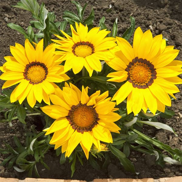 Gazania rigens Big Kiss Yellow