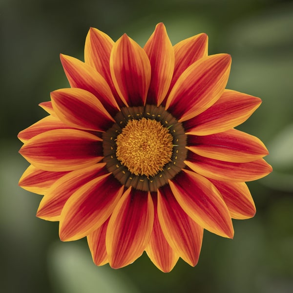 Gazania rigens Big Kiss Orange Flame