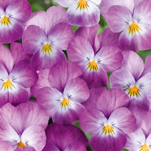 Viola cornuta Volaja Lavender