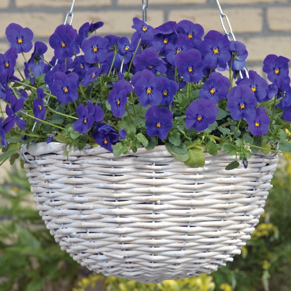 Viola cornuta Volaja Blue Viola cornuta Volaja Blue