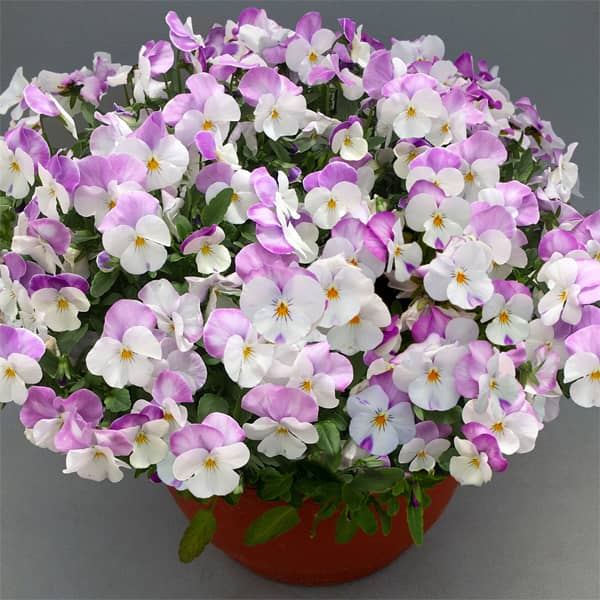 Viola cornuta Volaja XL Lilac White