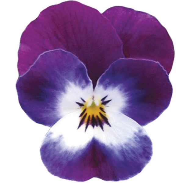 Viola cornuta Volaja XL Purple White