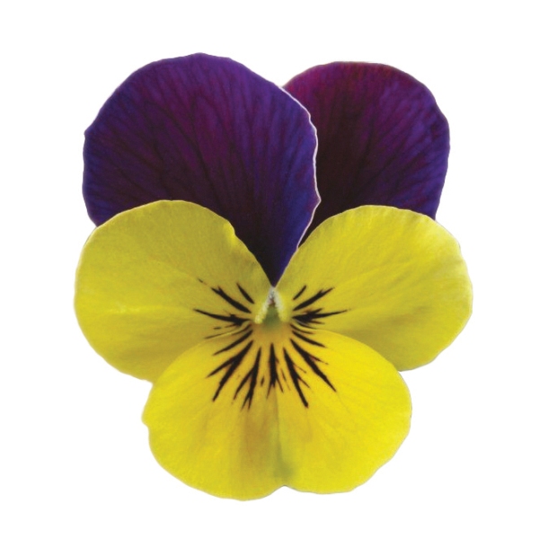 Viola cornuta Volaja XL Purple Yellow