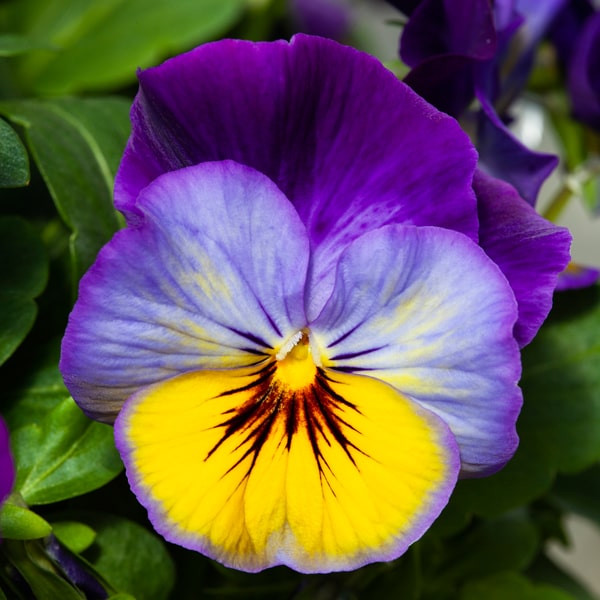 Viola cornuta Volaja XL Morpho