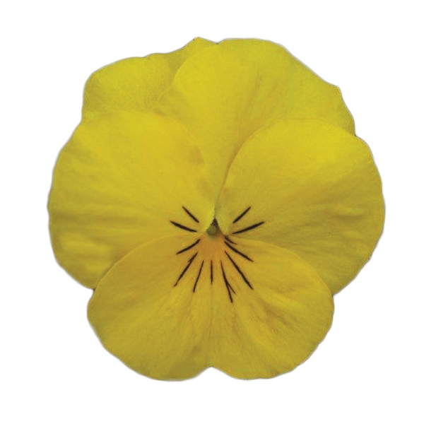 Viola cornuta Volaja XL Yellow