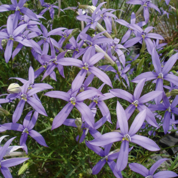 Isotoma hybrida Tristar Deep Blue
