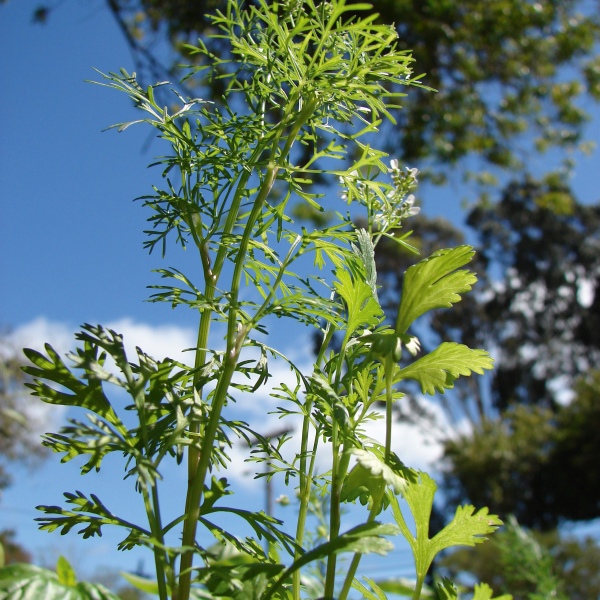 Coriandrum sativum Coriander, Chinese parsley, Indian parsley (herb)