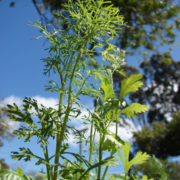 Coriandrum sativum Coriander