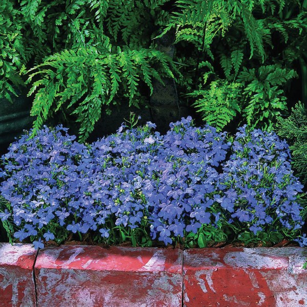 Lobelia erinus Laura Sky Blue