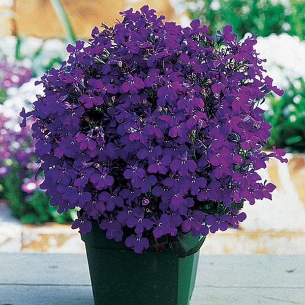 Lobelia erinus Laura Deep Blue