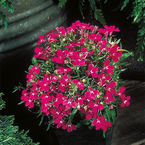 Lobelia erinus Laura Rose