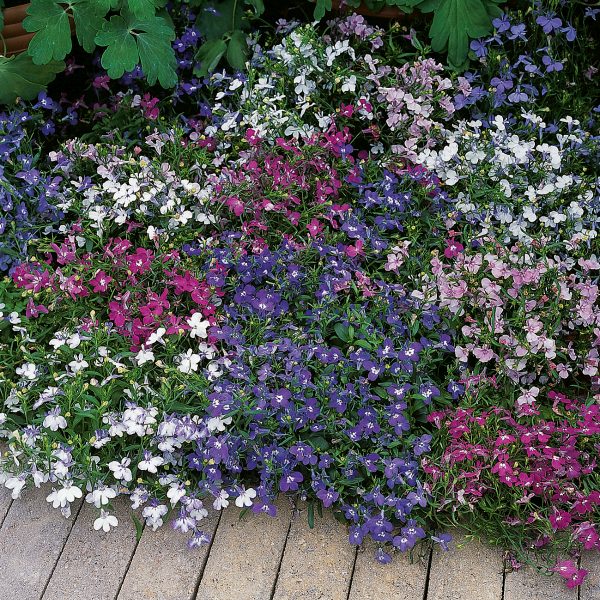 Lobelia erinus Laura Mix