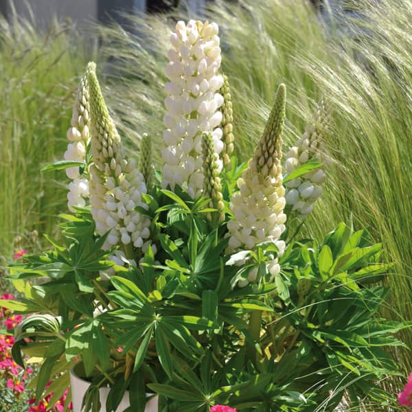 Lupinus polyphyllus Gallery White