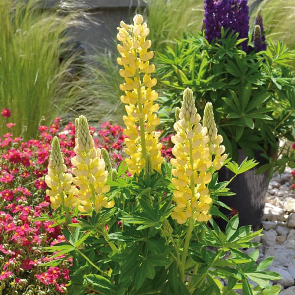 Lupinus polyphyllus Gallery Yellow Shades