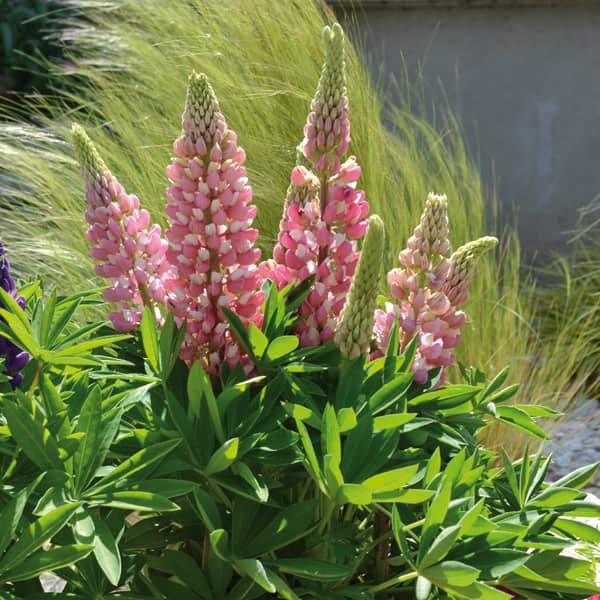 Lupinus polyphyllus Gallery Pink Shades